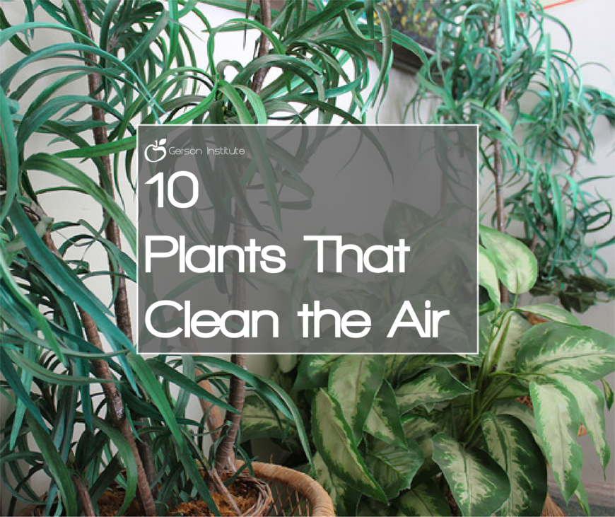 Plants That Clean the Air – FINAL
